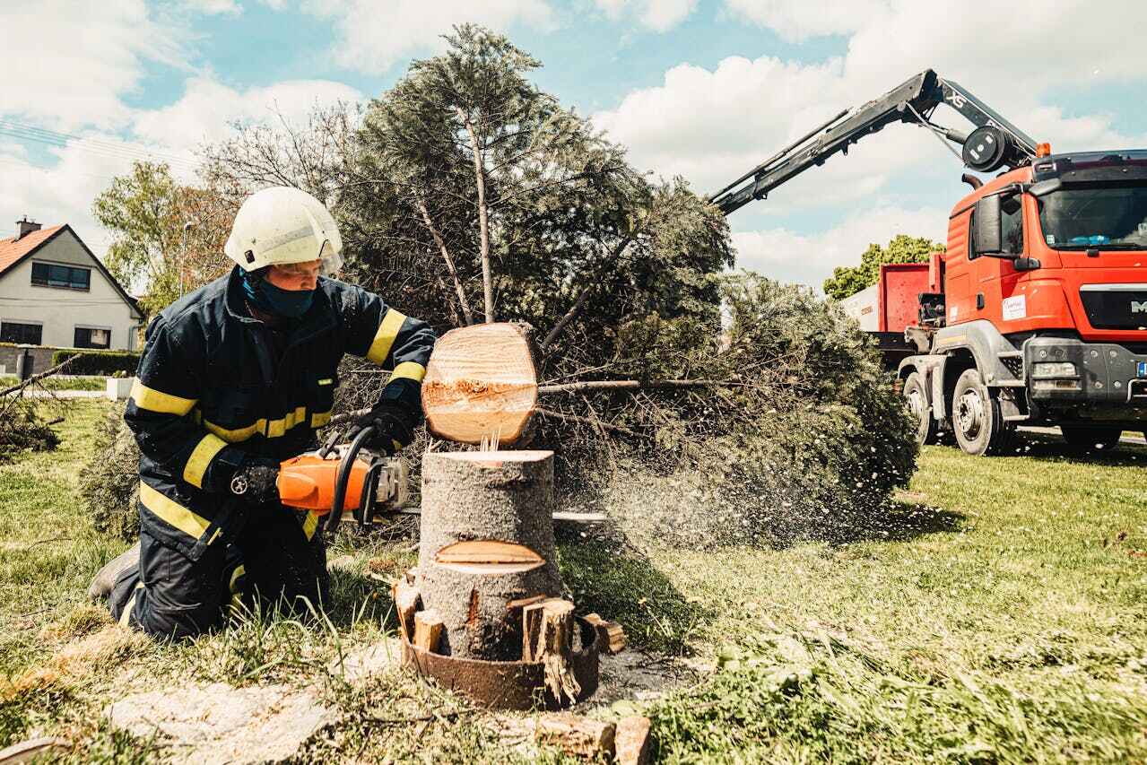 The Steps Involved in Our Tree Care Process in Circle Pines, MN